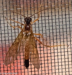 Opheltes glaucopterus barberi