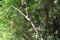 Archaeoprepona demophoon gulina