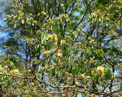 Albizia torta (Chloroleucon tortum)