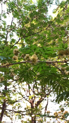 Chloroleucon tortum, photograph 6