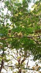 Chloroleucon tortum, photograph author not stated, no rights reserved