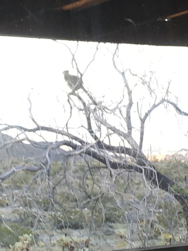 iNaturalist observation photo of Greater Roadrunner