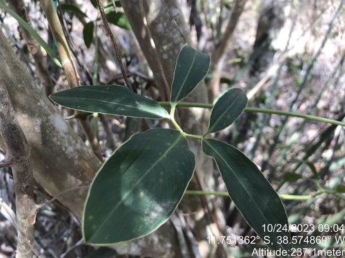 Thaumatophyllum leal-costae