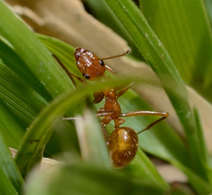 Formica pallidefulva