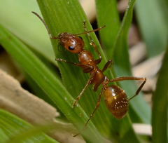 Formica pallidefulva