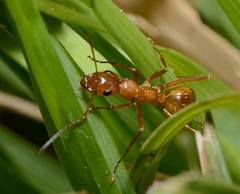 Formica pallidefulva