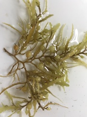 Sargassum natans