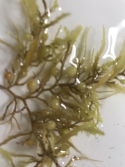 Sargassum natans