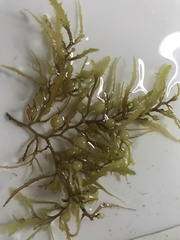 Sargassum natans