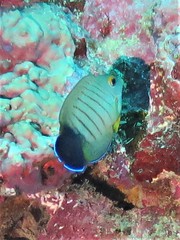 Acanthurus tristis