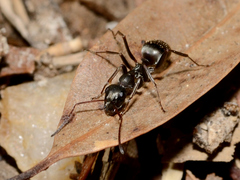 Formica subsericea