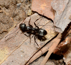 Formica subsericea