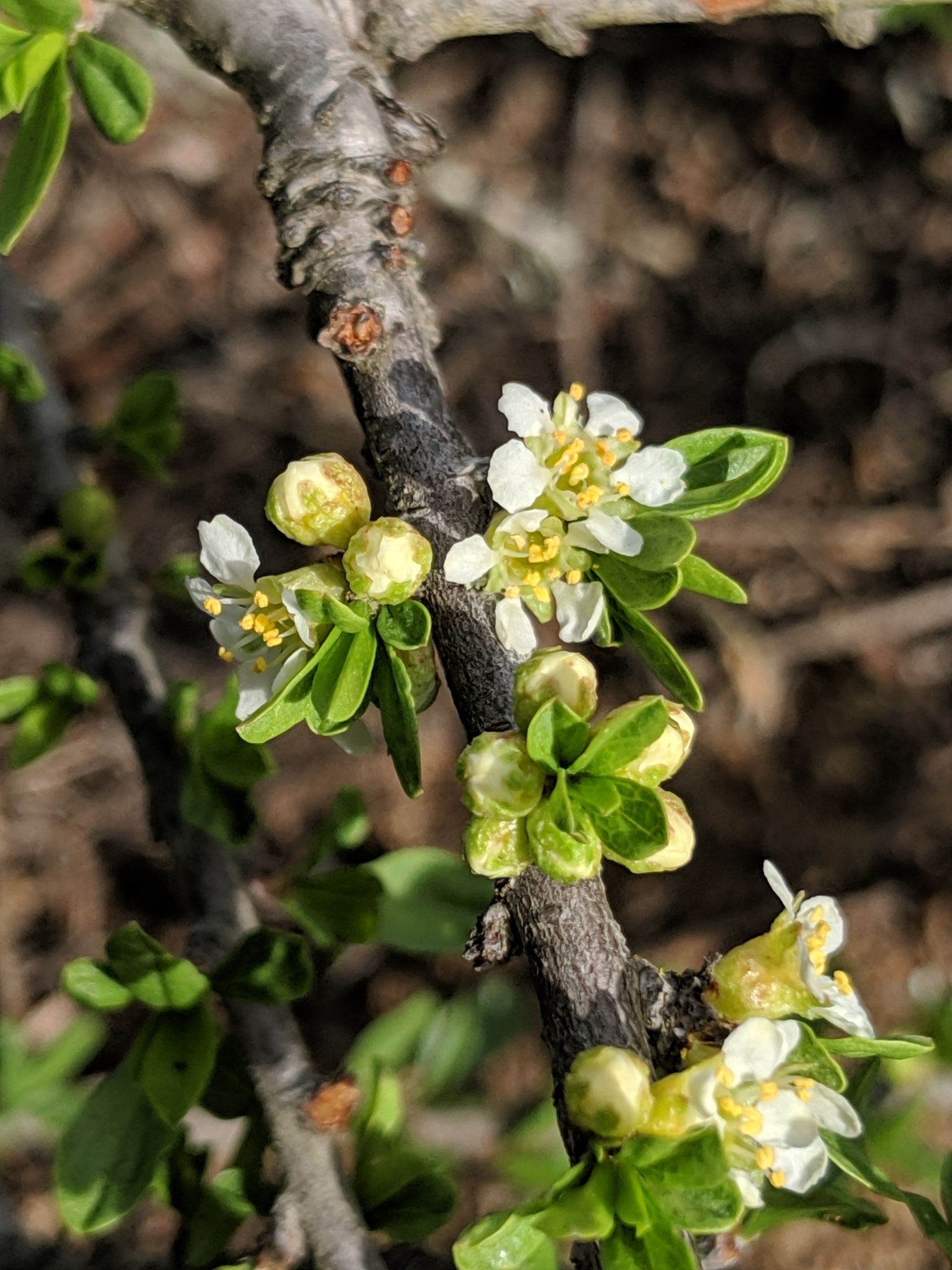 Prunus fasciculata