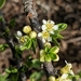 Prunus fasciculata - Photo no hay derechos reservados, subido por Alex Heyman