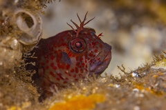 Mussel Blenny photo 3