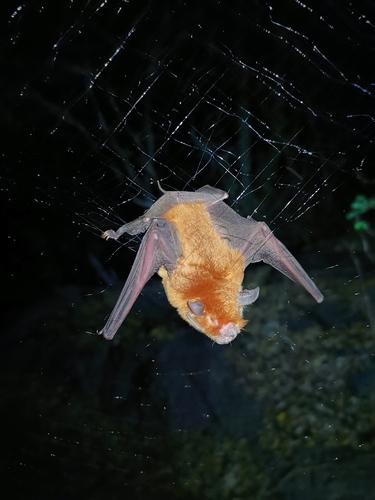 Mexican Common Mustached Bat