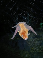 Mexican Common Mustached Bat photo 4