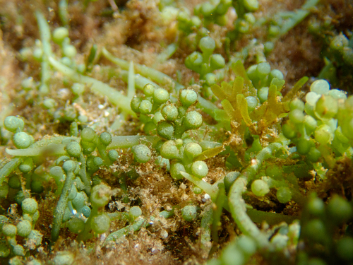 Caulerpa cylindracea
