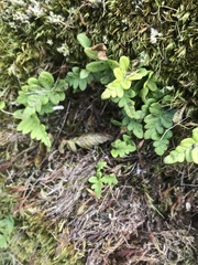 Polypodium glycyrrhiza