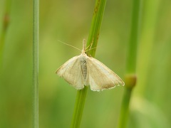 Polypogon tentacularia