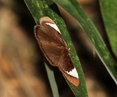 Melanothrix leucotrigona
