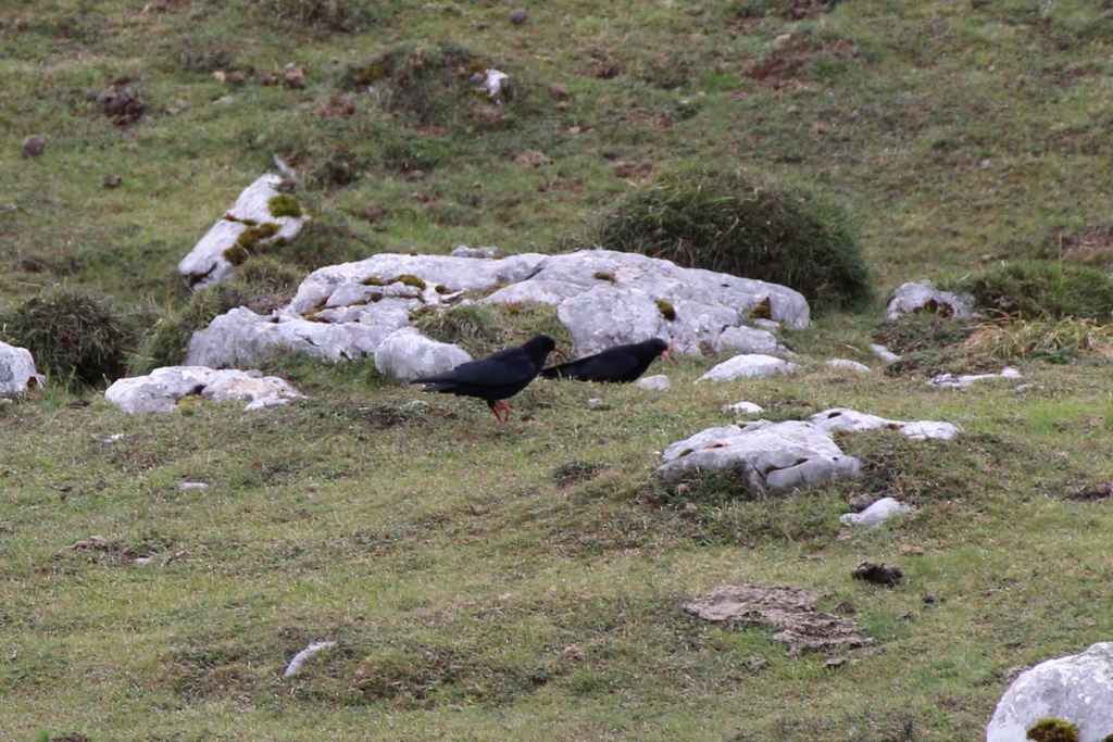Pyrrhocorax pyrrhocorax erythroramphos