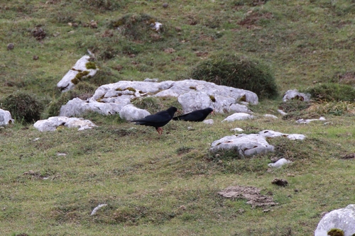 Pyrrhocorax pyrrhocorax erythroramphos