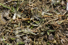 Leptinella maniototo