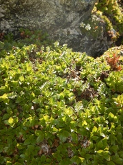 Salix berberifolia kamtschatica