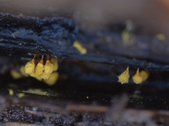 Hemitrichia clavata