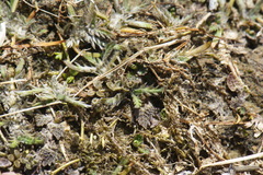 Leptinella maniototo