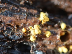Hemitrichia clavata