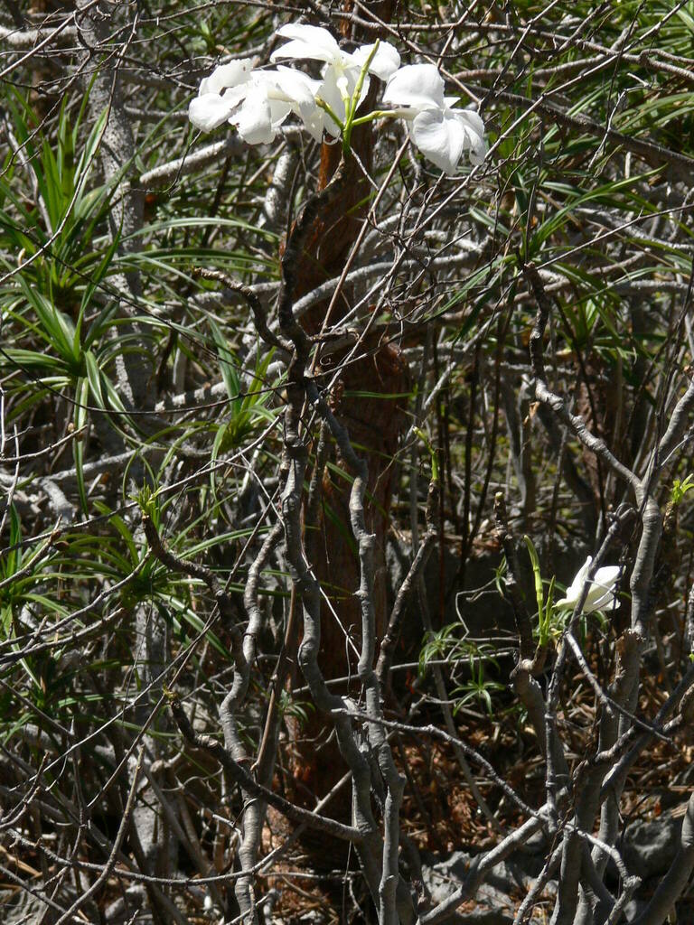 Pachypodium decaryi, Ankarana National Park