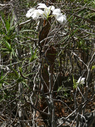 Pachypodium decaryi