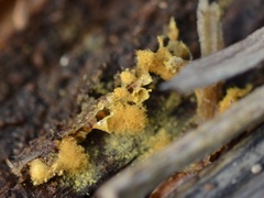 Hemitrichia clavata