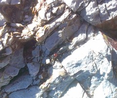 Endeodes collaris
