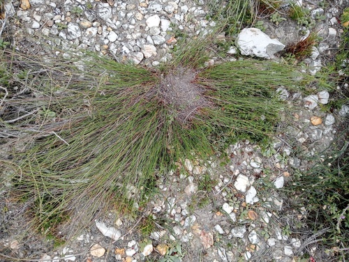 Quartz Veldrush (Schoenus quartziticus)
