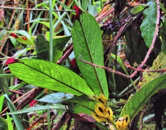 Columnea picta