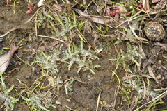 Leptinella maniototo