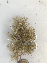 Amphiroa rigida