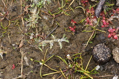 Leptinella maniototo