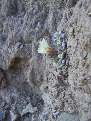 Strombocactus disciformis