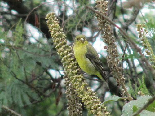 Andean Siskin (Spinus spinescens), photo 1
