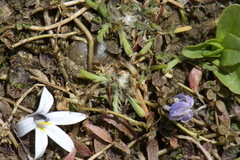 Leptinella maniototo