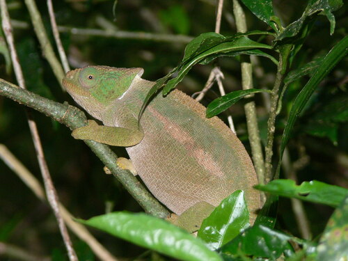 Mount Amber Globe-horned Chameleon, Calumma ambreense