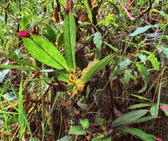 Columnea picta
