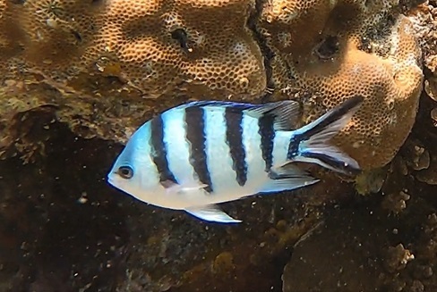 Scissortail Sergeant