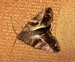 Odontodes pallidifimbria