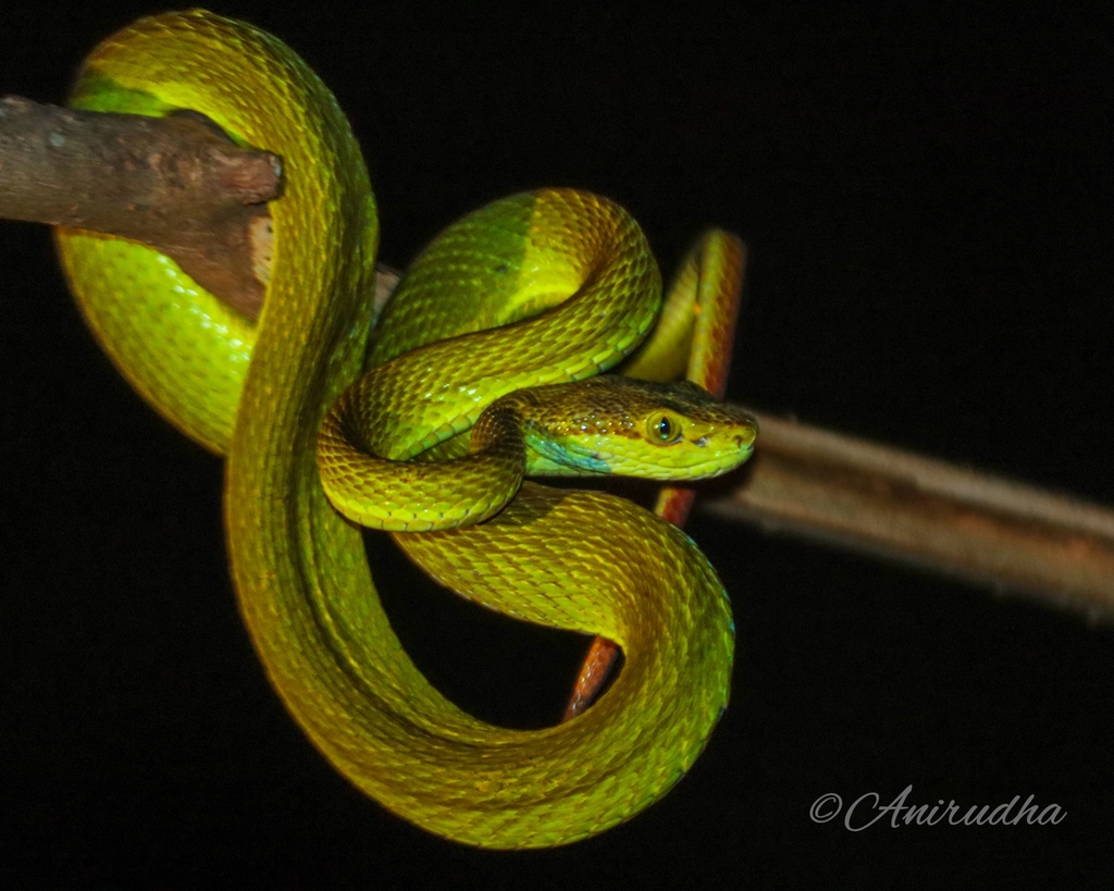 Salazar's Pit Viper from Garchuk Chariali, Guwahati, Assam, India on ...