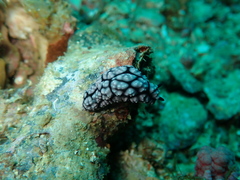 Phyllidiidae
